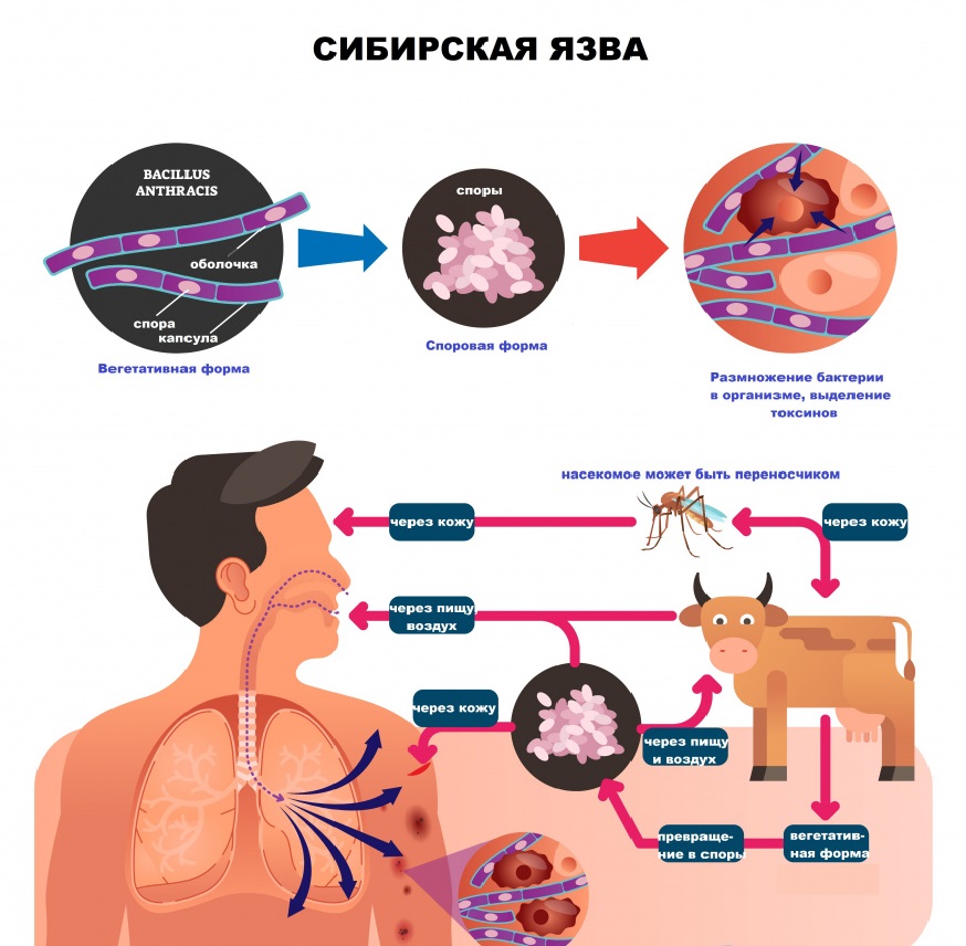 ПАМЯТКА ДЛЯ НАСЕЛЕНИЯ  МЕРОПРИЯТИЯ ПО ПРОФИЛАКТИКЕ СИБИРСКОЙ ЯЗВЫ.