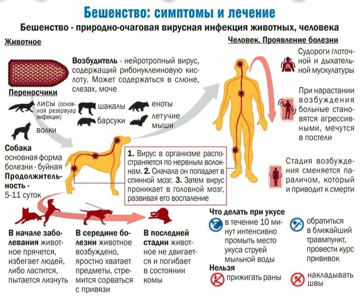 Бешенство: симптомы и лечение.