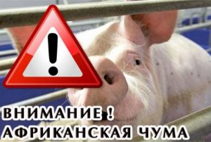 Внимание!Администрация Ленинского сельского поселения совместно с управлением Россельхознадзора по Кировской области информирует об обострении ситуации по АЧС!. Внимание!Администрация Ленинского сельского поселения совместно с управлением Россельхознадзора по Кировской области информирует об обострении ситуации по АЧС!.
