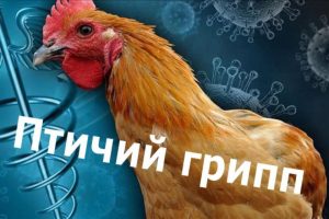 Внимание! Грипп птиц!!!. Внимание! Грипп птиц!!!.