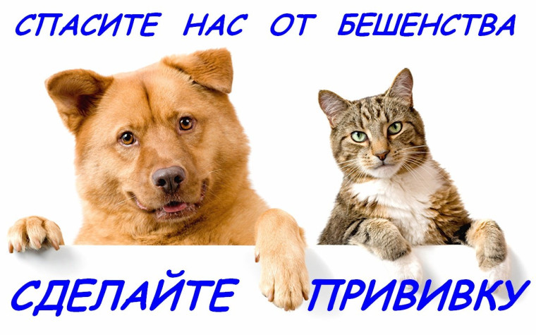 График вакцинации животных в Ленинском сельском поселении. График вакцинации животных в Ленинском сельском поселении.