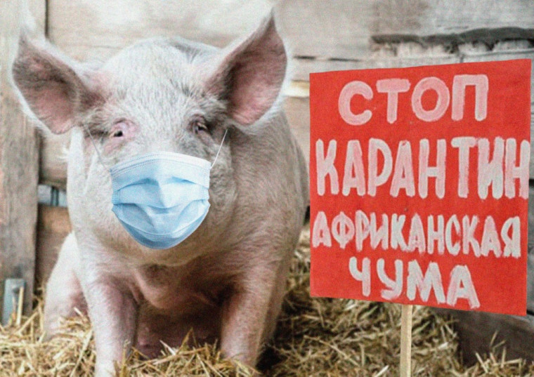 АФРИКАНСКАЯ ЧУМА СВИНЕЙ. АФРИКАНСКАЯ ЧУМА СВИНЕЙ.