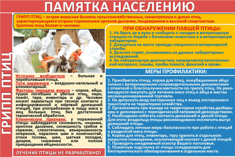 Грипп птиц. Памятка населению.. Грипп птиц. Памятка населению..