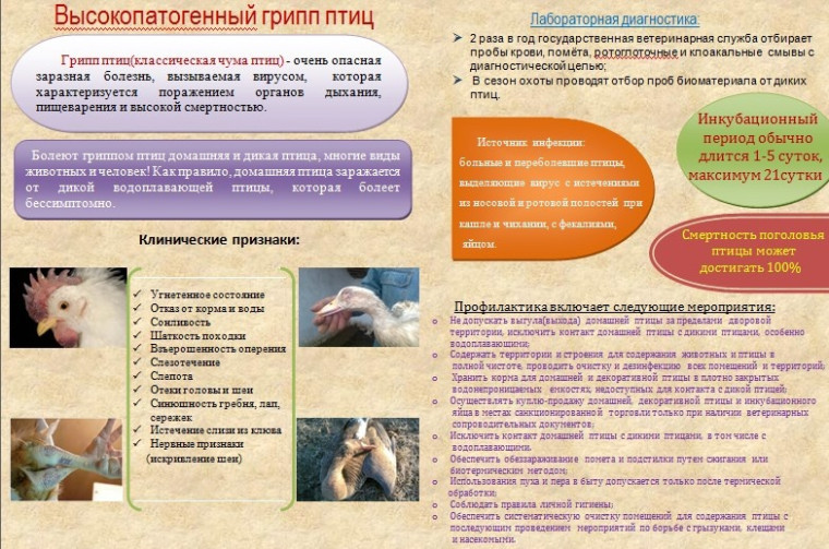 Высокопатогенный грипп птиц.. Высокопатогенный грипп птиц..
