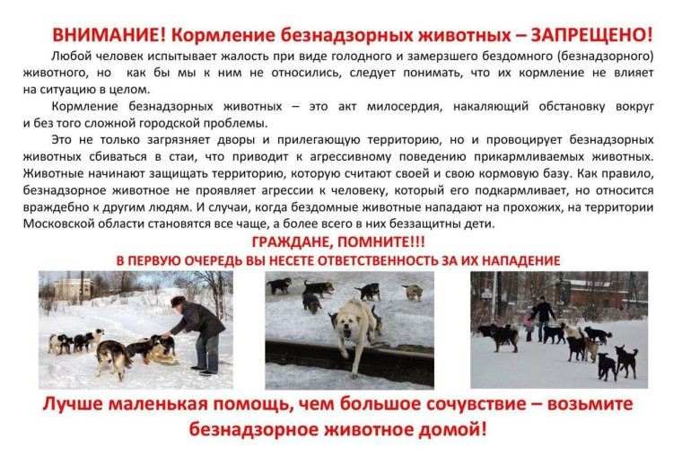 Кормление безнадзорных животных - запрещено!. Кормление безнадзорных животных - запрещено!.
