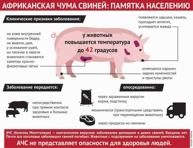 Памятка населению! Африканская чума свиней!. Памятка населению! Африканская чума свиней!.